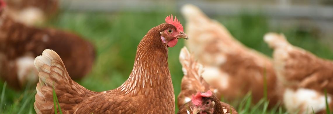 Huhn auf grüner Wiese